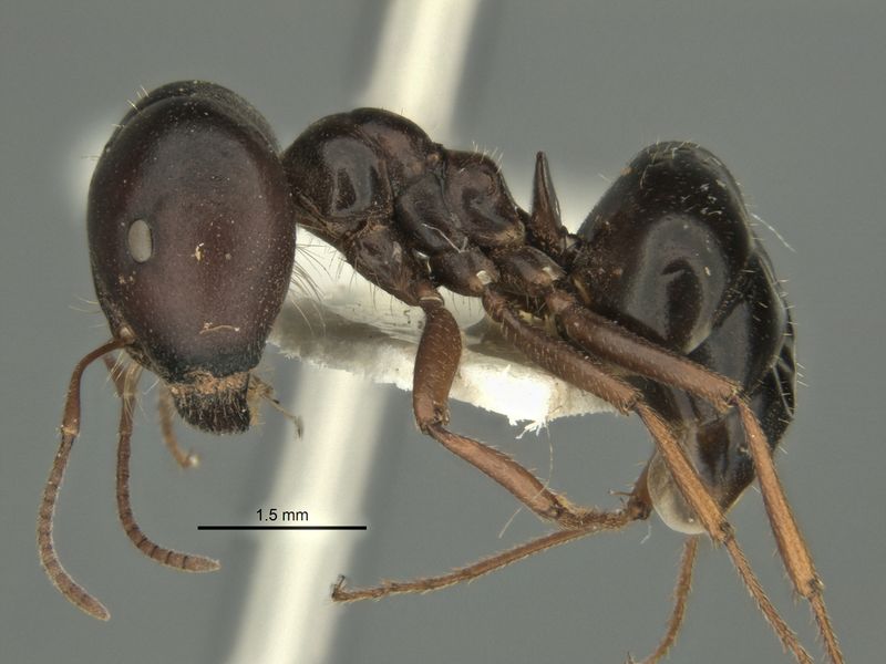 File:Melophorus wheeleri major side ANIC32-900220.jpg