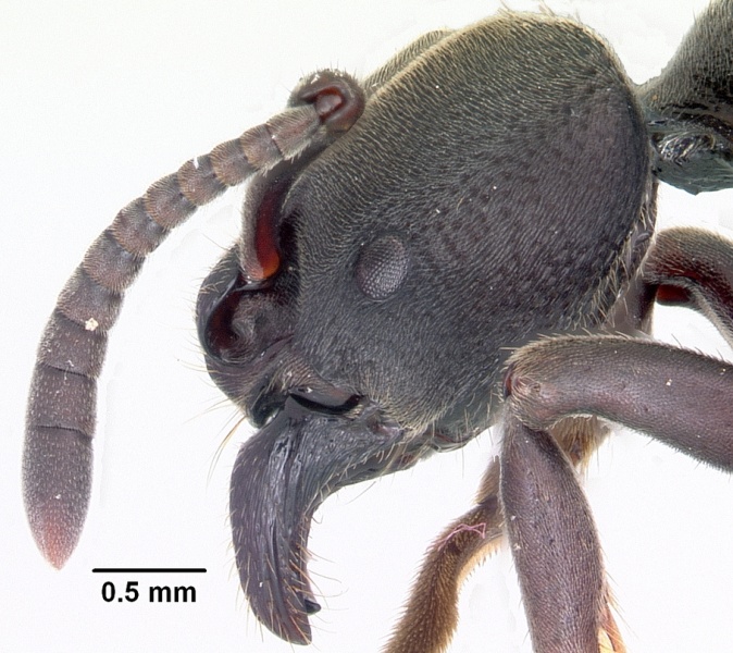 File:Pachycondyla wasmannii casent0031384 head 2.jpg