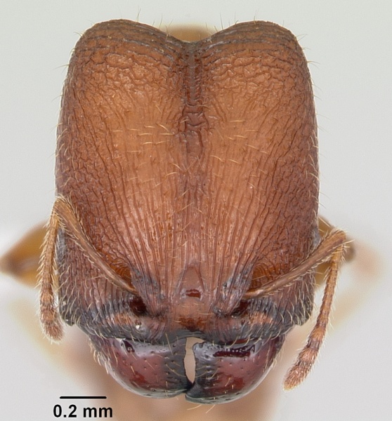 File:Pheidole hoplitica casent0104751 head 1.jpg