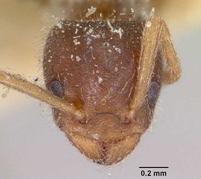 File:Bothriomyrmex atlantis casent0103282 head 1.jpg