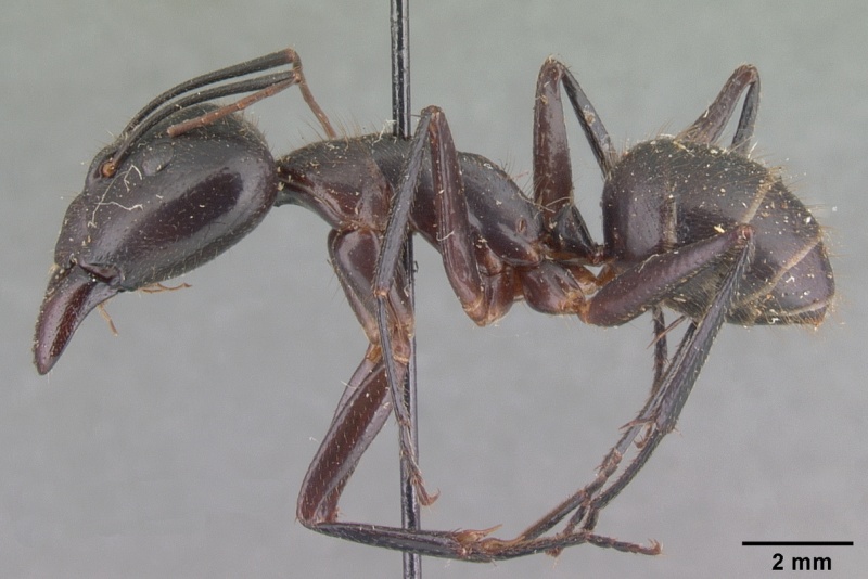 File:Camponotus roeseli casent0101788 profile 1.jpg