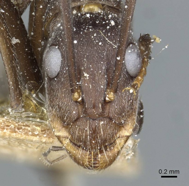 File:Camponotus rufoglaucus casent0911779 h 1 high.jpg