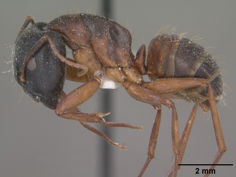 File:Camponotus sansabeanus casent0102779 profile 1.jpg