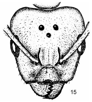 Camponotus schoedli queen head.jpg