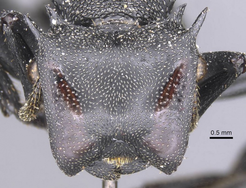 File:Cephalotes marginatus casent0912581 h 1 high.jpg