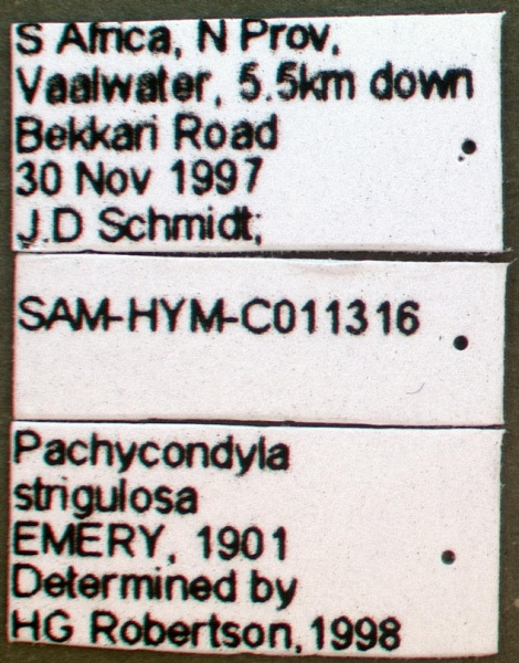File:Pachycondyla strigulosa sam-hym-c011316a label 1.jpg