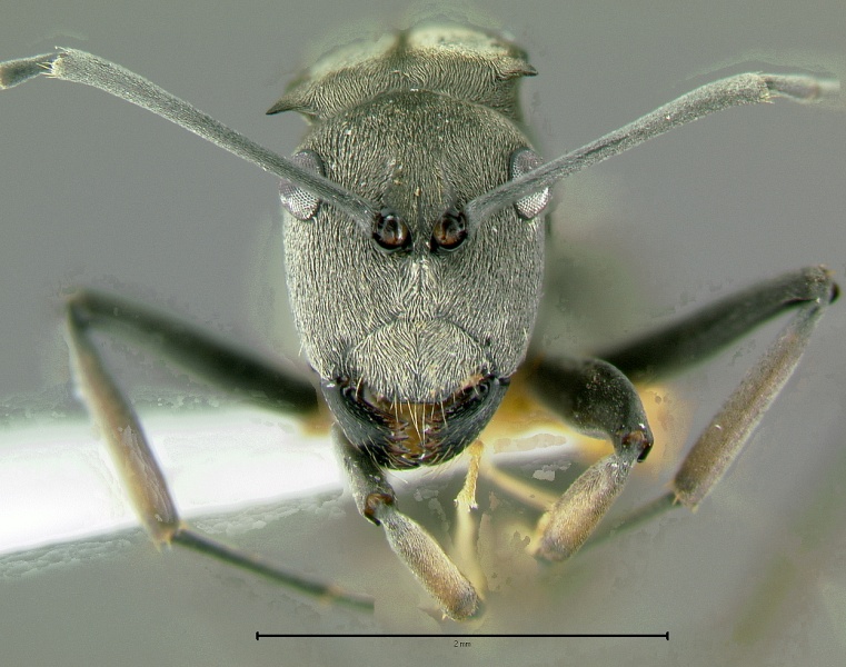 File:Polyrhachis-vindex-H3.2x.jpg