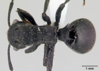 Polyrhachis latispina casent0178251 dorsal 1.jpg
