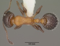 Temnothorax emmae casent0102836 dorsal 1.jpg