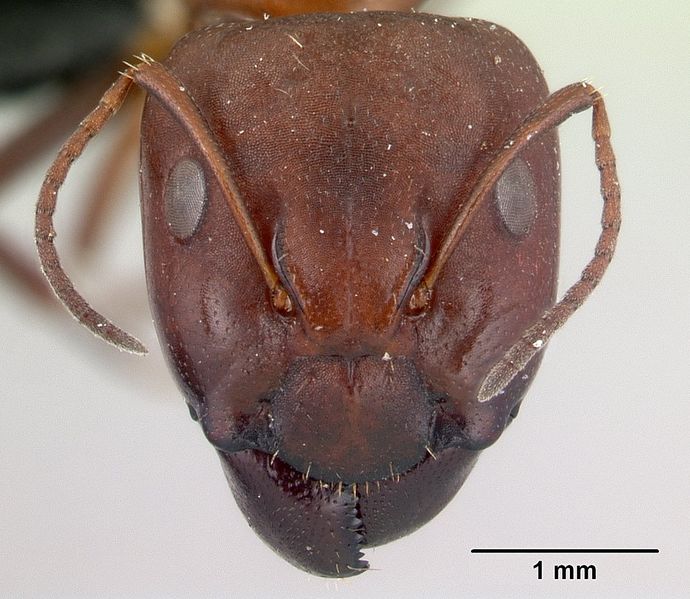 File:Camponotus efitra casent0453933 h 1 high.jpg