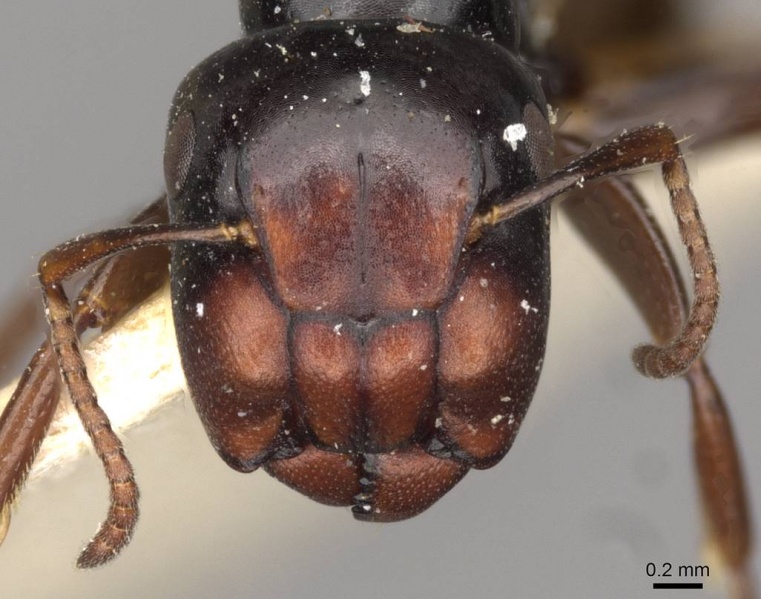 File:Camponotus gasseri casent0910603 h 1 high.jpg