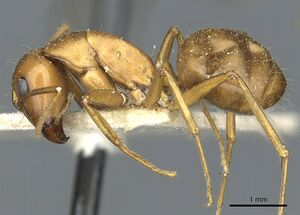 Camponotus indefinitus casent0911956 p 1 high.jpg