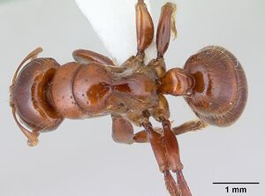 Centromyrmex alfaroi casent0178340 dorsal 1.jpg