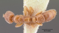 Hypoponera grandidieri casent0101156 dorsal 1.jpg