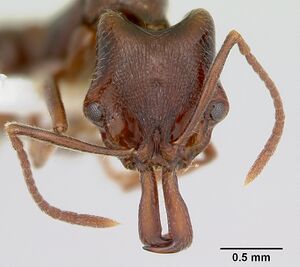 Anochetus pattersoni casent0172609 head 1.jpg