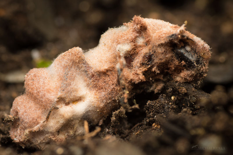 File:Camponotus ligniperda likely killed by fungi, Michal Kukla (2).jpg