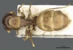 Camponotus limbiventris casent0911872 d 1 high.jpg