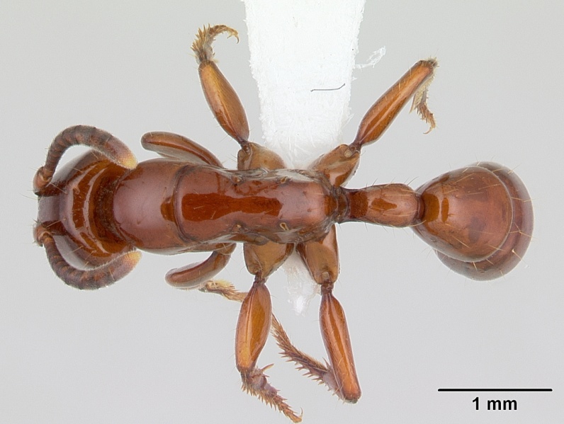 File:Centromyrmex bequaerti casent0005922 dorsal 1.jpg