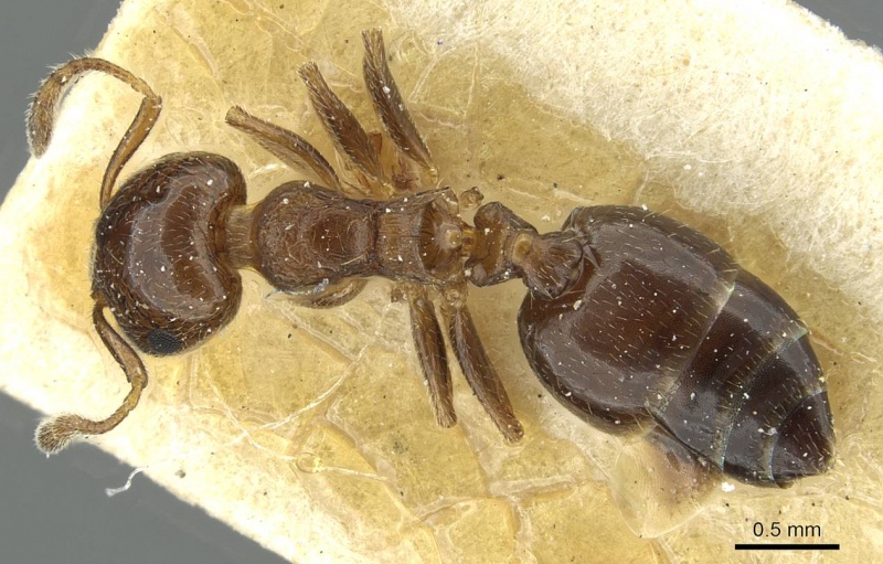 File:Crematogaster zoceensis casent0912689 d 1 high.jpg