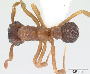 Cyphomyrmex rimosus casent0173243 dorsal 1.jpg