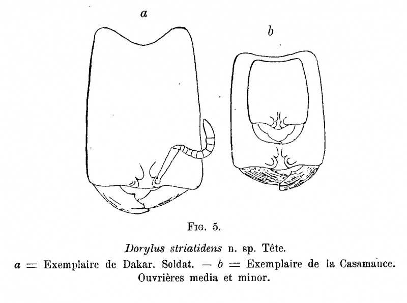 File:Dorylus-striatidens-Santschi 1910g.jpg