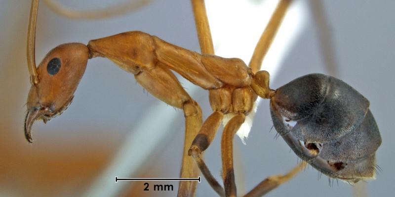 File:Leptomyrmex cnemidatus ANIC32-001821 side 12.5-Antwiki.jpg