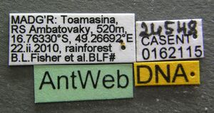 Tetramorium rala casent0162115 l 1 high.jpg