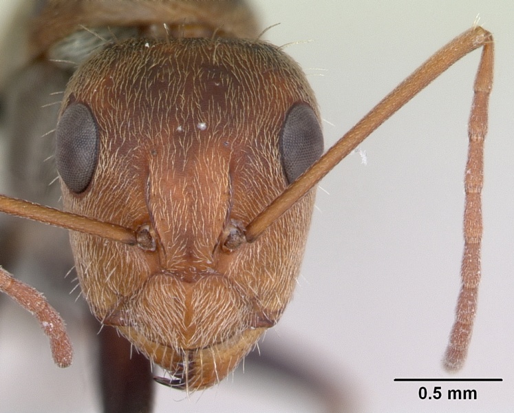 File:Camponotus blandus inbiocri002280809 head 1.jpg