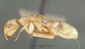 Camponotus macilentus castype00454-03 profile 1.jpg