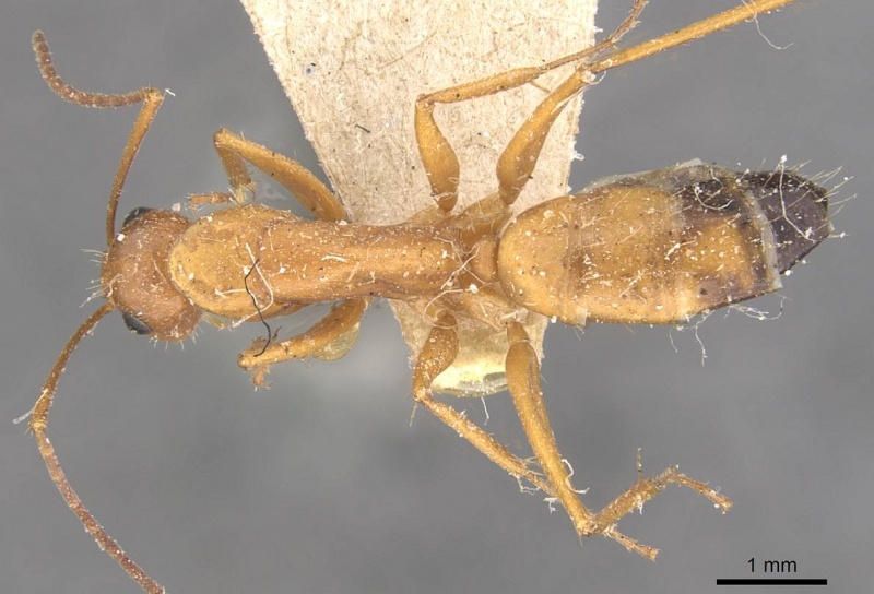 File:Camponotus marcens casent0910374 d 1 high.jpg