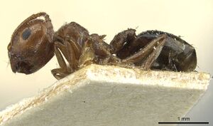 Crematogaster acaciae casent0912634 p 1 high.jpg