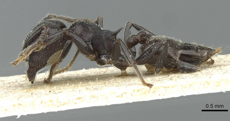 File:Crematogaster rugosa rmcaent000017763 p 1 high.jpg