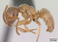 Lasius mixtus casent0172710 profile 1.jpg