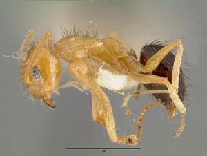 Paratrechina dichroa castype05029 profile 1.jpg