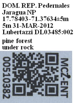 Pheidole drepanon MCZENT00510382 label.jpg