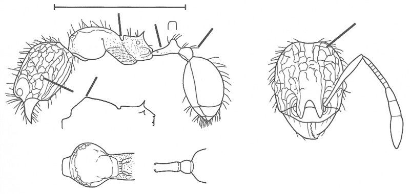 File:Pheidole microps Wilson 2003.jpg