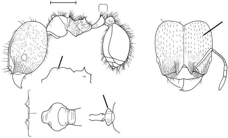 File:Pheidole rotundiceps Wilson 2003.jpg