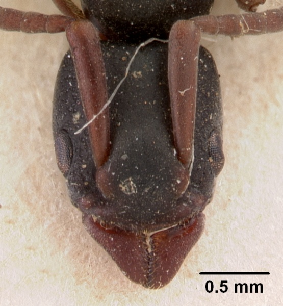 File:Platythyrea mocquerysi casent0102008 head 1.jpg