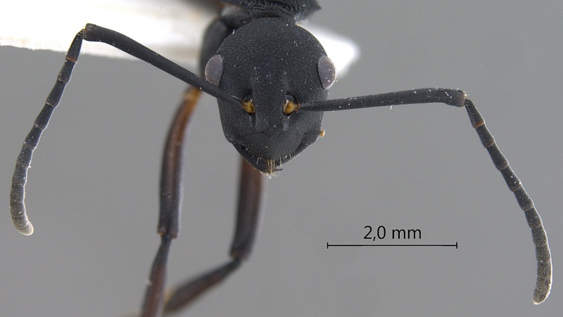 File:Polyrhachis-tristis-frontal-am-lg.jpg