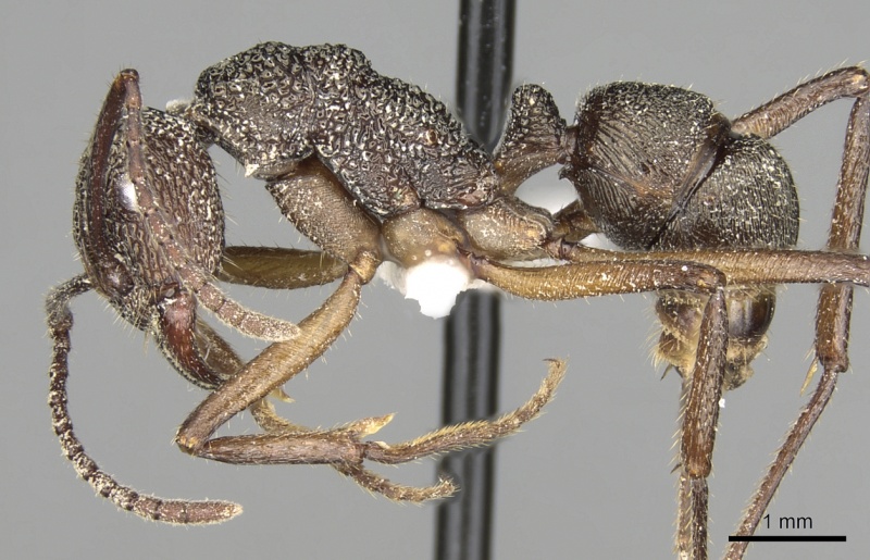 File:Rhytidoponera aenescens casent0281835 p 1 high.jpg