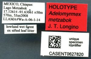 Adelomyrmex metzabok casent0627820 l 1 high.jpg