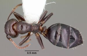 Camponotus cerberulus casent0104948 dorsal 1.jpg