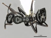 Camponotus gasseri casent0280186 d 1 high.jpg