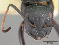 Camponotus robustus casent0101481 head 1.jpg