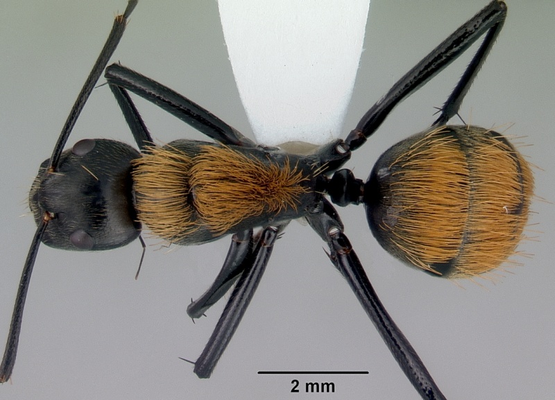 File:Camponotus thadeus casent0172134 dorsal 1.jpg