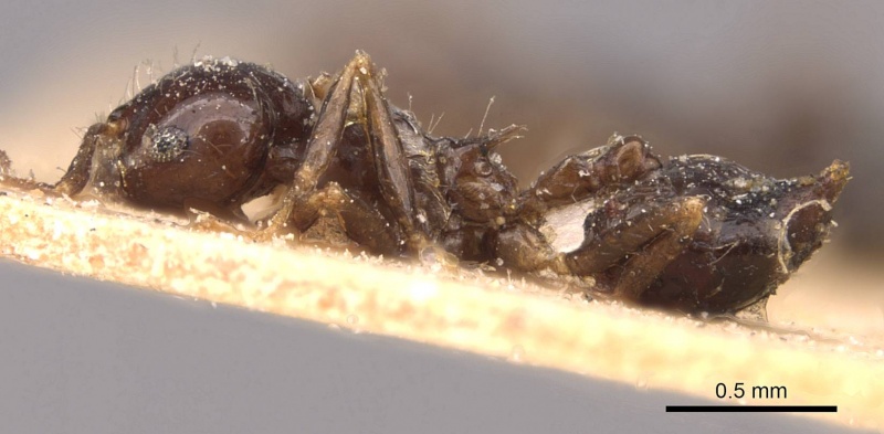 File:Crematogaster limata casent0908436 p 1 high.jpg