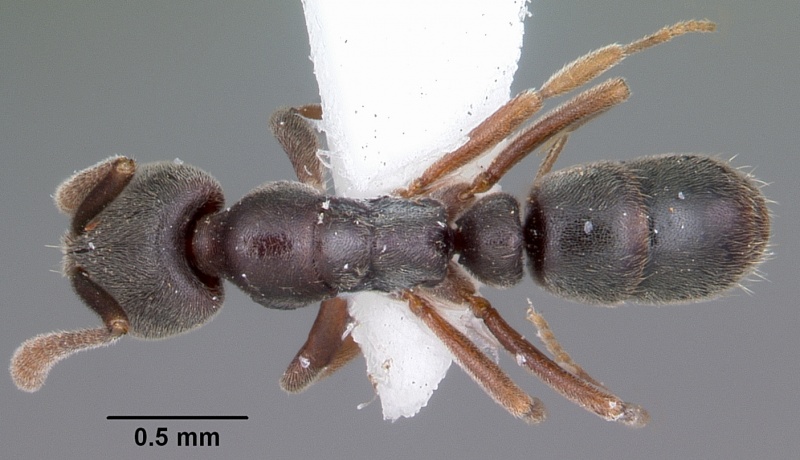 File:Hypoponera opaciceps casent0104662 dorsal 1.jpg