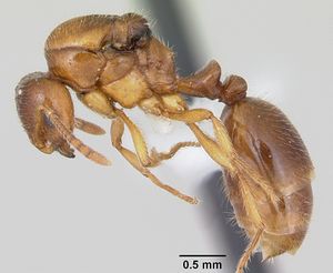 Monomorium adiastolon casent0010843 profile 1.jpg