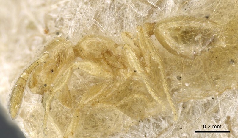 File:Monomorium subcoecum casent0904581 p 1 high.jpg