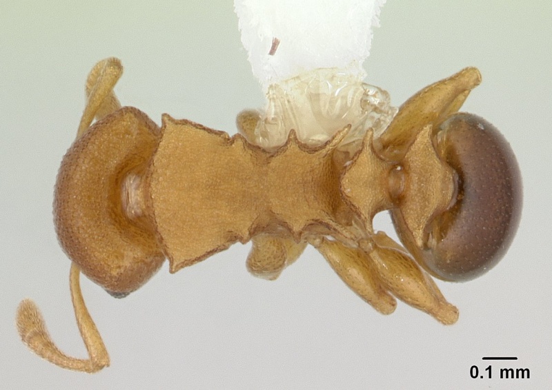 File:Nesomyrmex cataulacoides casent0178300 dorsal 1.jpg